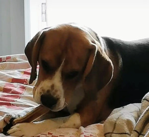 Photo de galerie - Garde chien 