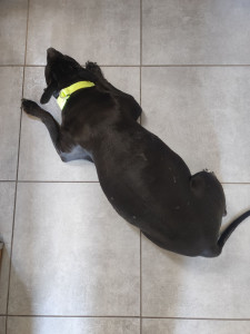 Photo de galerie - Garde chien au domicile de la petsitter. 