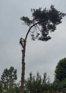 Photo de galerie - Elagage et coupe d'arbres