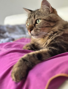 Photo de galerie - Garde chat