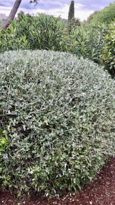 Photo de galerie - Jardinier