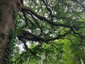 Photo de galerie - Taille d'un chêne remarquable 