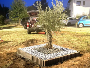 Photo de galerie - Plantation et création d’un massif pour un Olivier