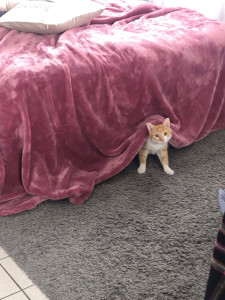 Photo de galerie - Marley, mon chat