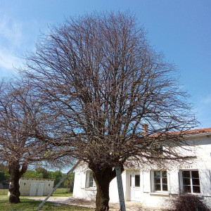 Photo de galerie - Jardinier