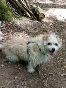 Photo de galerie - Balade à la fraîche en forêt