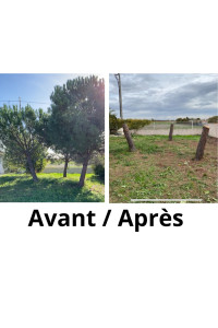 Photo de galerie - Elagage et coupe d'arbres