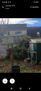 Photo de galerie - Taillage d'un laurier 
