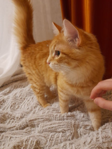 Photo de galerie - Garde chat