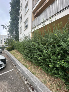 Photo de galerie - Avant la taille du Pyracantha