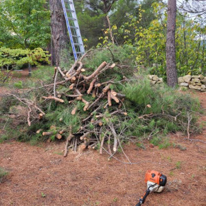 Photo de galerie - Elagage et coupe d'arbres