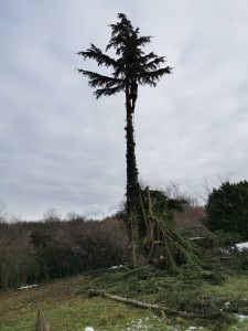 Photo de galerie - Abattage d arbre 