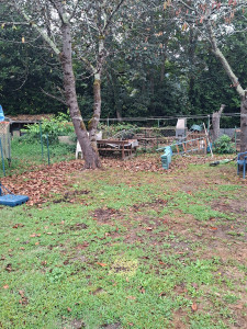 Photo de galerie - Avant ramassage feuille et tonte