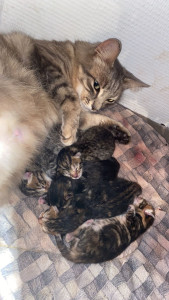 Photo de galerie - Opale - FA + mise bas 