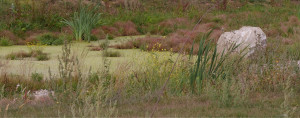 Photo de galerie - Zone humide (parque SNCF)