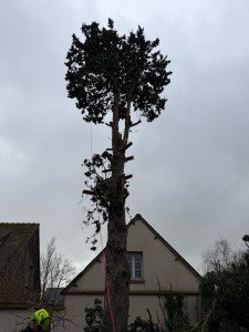 Photo de galerie - Elagage et coupe d'arbres