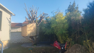 Photo de galerie - Elagage et coupe d'arbres