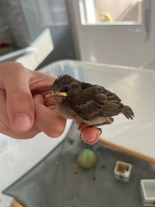 Photo de galerie - Garde d’oiseau <3