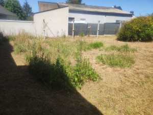 Photo de galerie - Restauration d'un jardin en friche en un jardin naturel. 10 espèces herbacées mises en valeur.