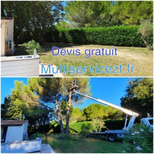 Photo de galerie - Elagage et coupe d'arbres