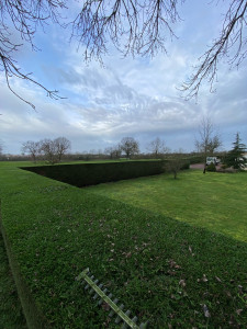 Photo de galerie - Taille de haie cyprès 