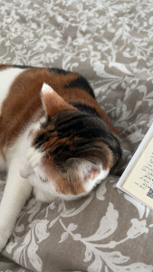 Photo de galerie - Mon chat iris 