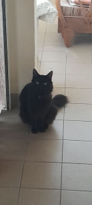 Photo de galerie - Chat de 2 ans et demi que j'ai gardé pendant un mois.