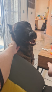 Photo de galerie - Garde chien