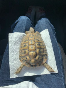 Photo de galerie - Garde d'une tortue