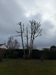 Photo de galerie - Elagage et coupe d'arbres