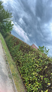 Photo de galerie - Rabattage d’une haie de lauriers 