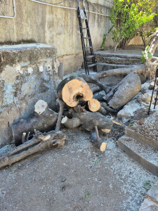 Élagage et coupe d'arbres