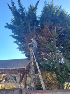 Photo de galerie - Abattage d'un cyprès monté en arbre