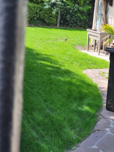 Photo de galerie - Paysagiste - Aménagement du jardin