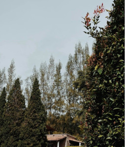 Photo de galerie - Élagage et coupe 