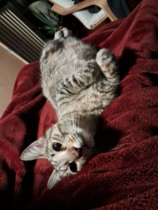 Photo de galerie - Harry - meilleure ami
Mon chat 