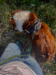 Photo de galerie - Mon chien que je sors toute les semaines et avec qui je joue à longueur de journée ?