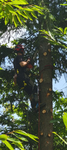 Photo de galerie - Elagage et coupe d'arbres