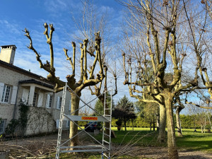Photo de galerie - Elagage et coupe d'arbres