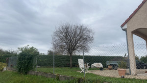 Photo de galerie - Taille de prunus et de haies de photinia 