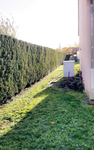 Photo de galerie - Taille d’une haie de Thuya des faces de 50 mètres 