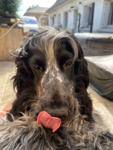 Photo de galerie - Garde animaux