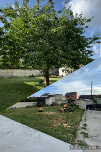 Photo de galerie - Abattage cerisier 