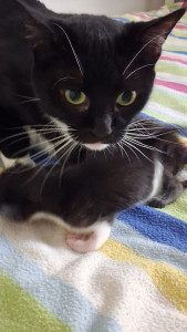 Photo de galerie - Maman chat et son petit