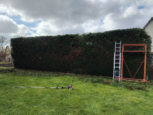 Photo de galerie - Taille de haie 