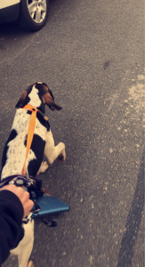 Photo de galerie - Promenade chien