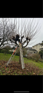 Photo de galerie - Elagage et coupe d'arbres