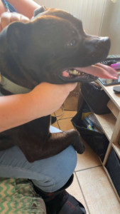 Photo de galerie - Vos animaux trouve vite leur place chez nous.. là c’était sur mes genoux ?