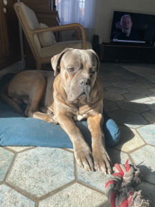 Photo de galerie - Thor le Cane Corso