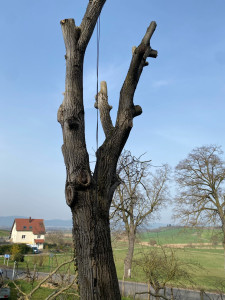 Photo de galerie - élagage d’un noyer a proximité d’une maison 
